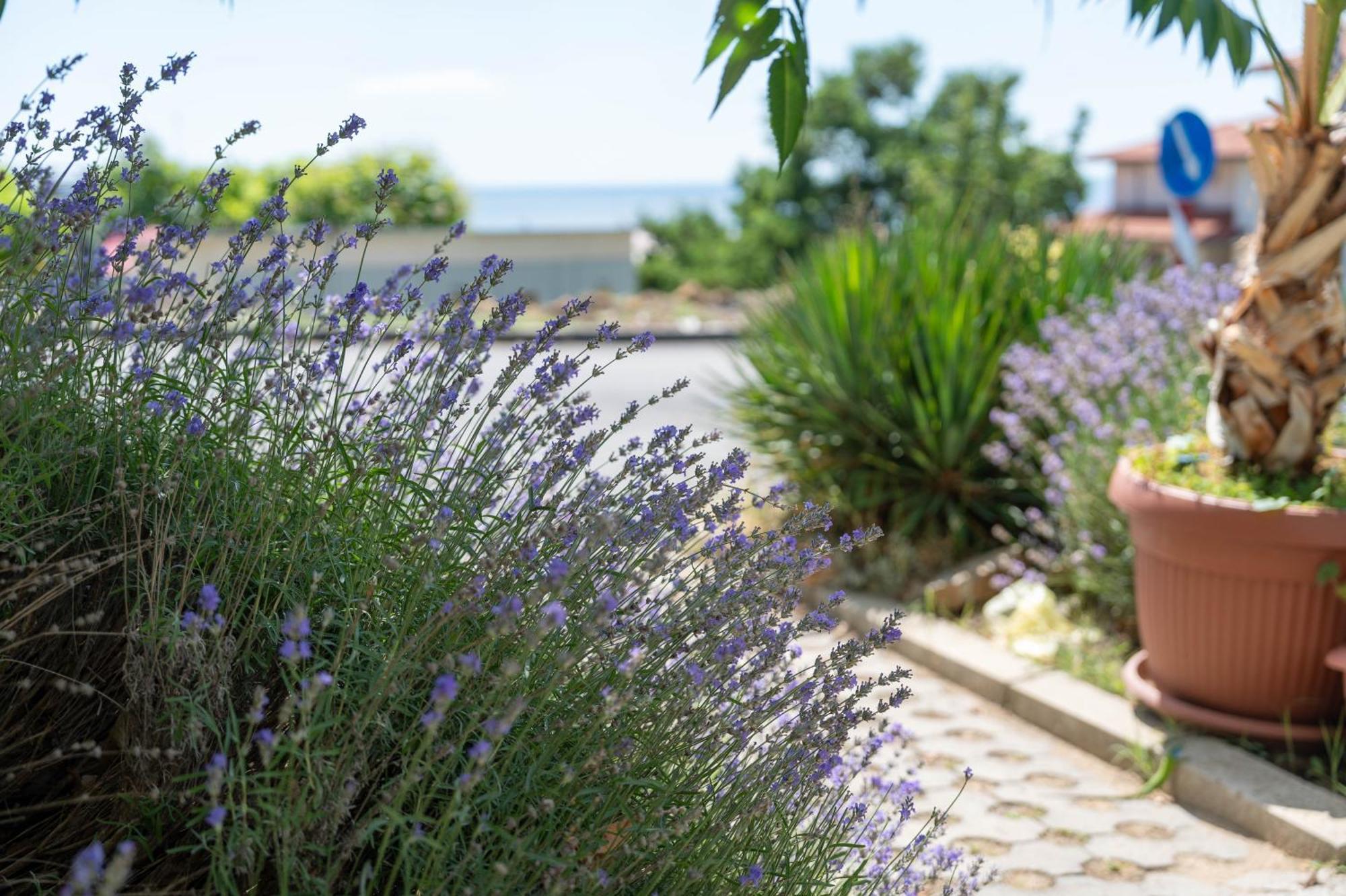 Hotel Sea Vista Sveti Vlas Eksteriør billede